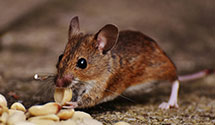 24 Hour & Emergency Exterminators in Sptbg, SC